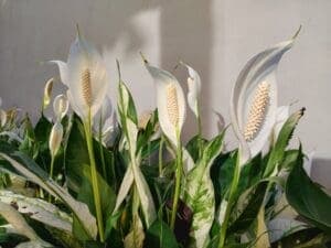 Peace Lily (Spathiphyllum)