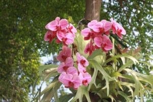 Orchids (Orchidaceae)