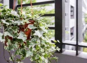 English Ivy (Hedera helix)