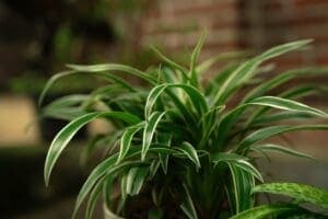 Spider Plant (Chlorophytum comosum)