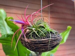 Tillandsia (Air Plant)